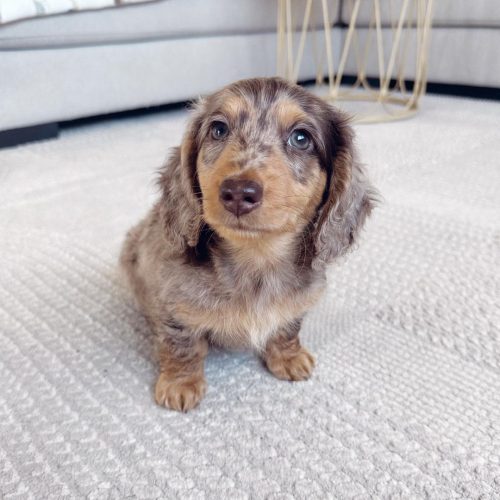 Dachshund