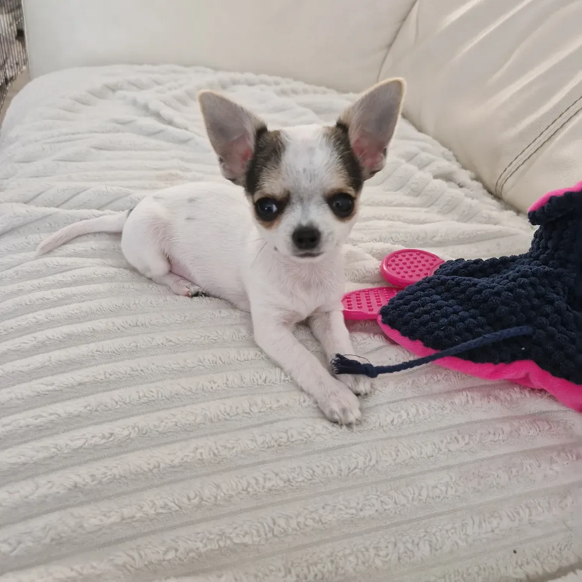 Daisy - Image 2