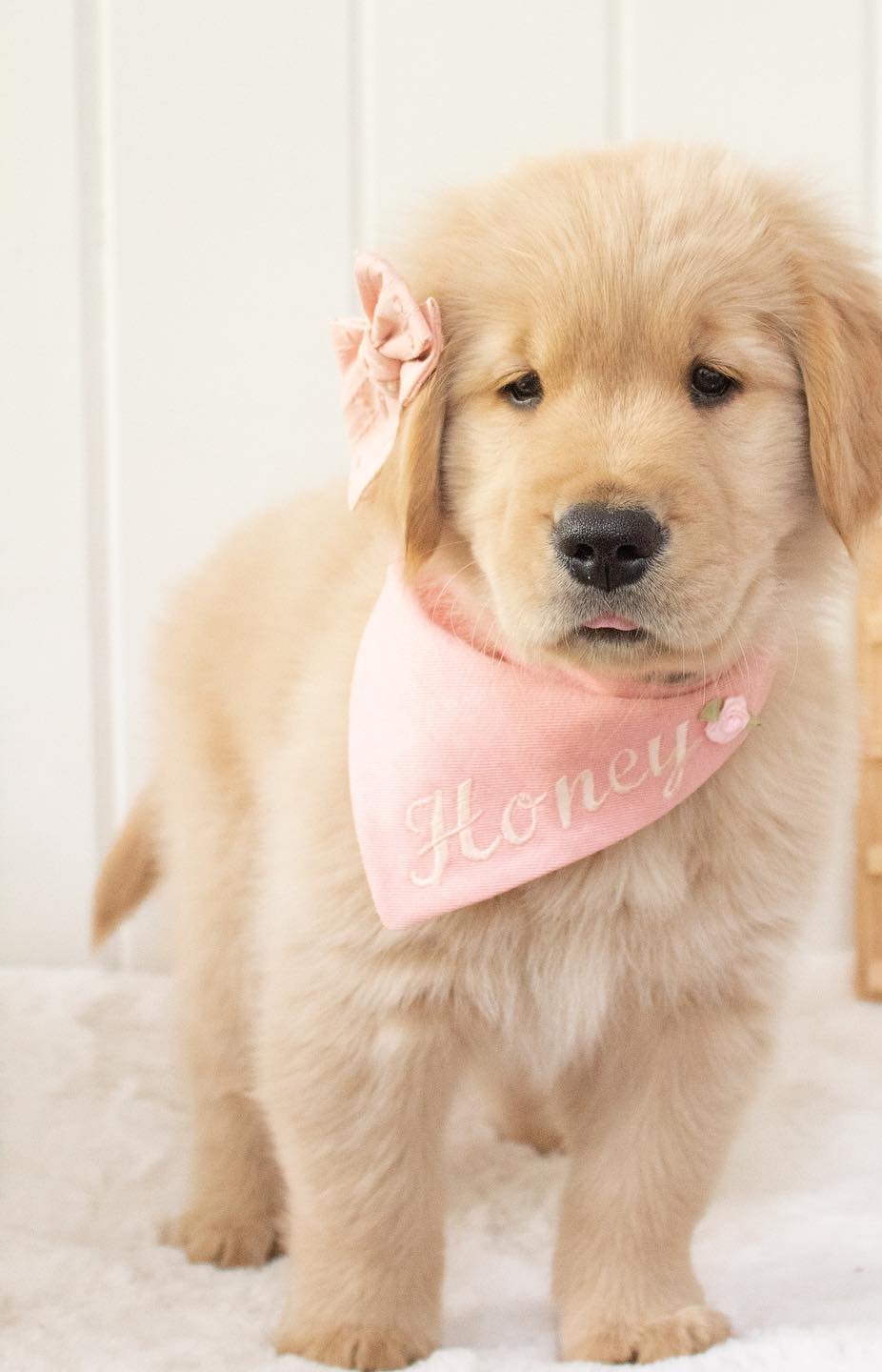Honey - Image 2