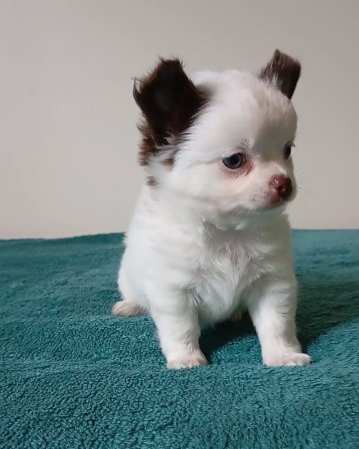 Jimmy