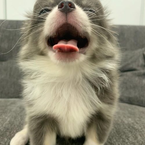 Milky