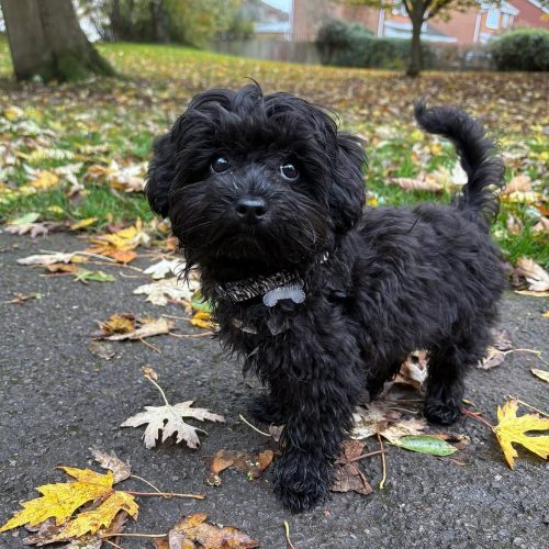 Penelope