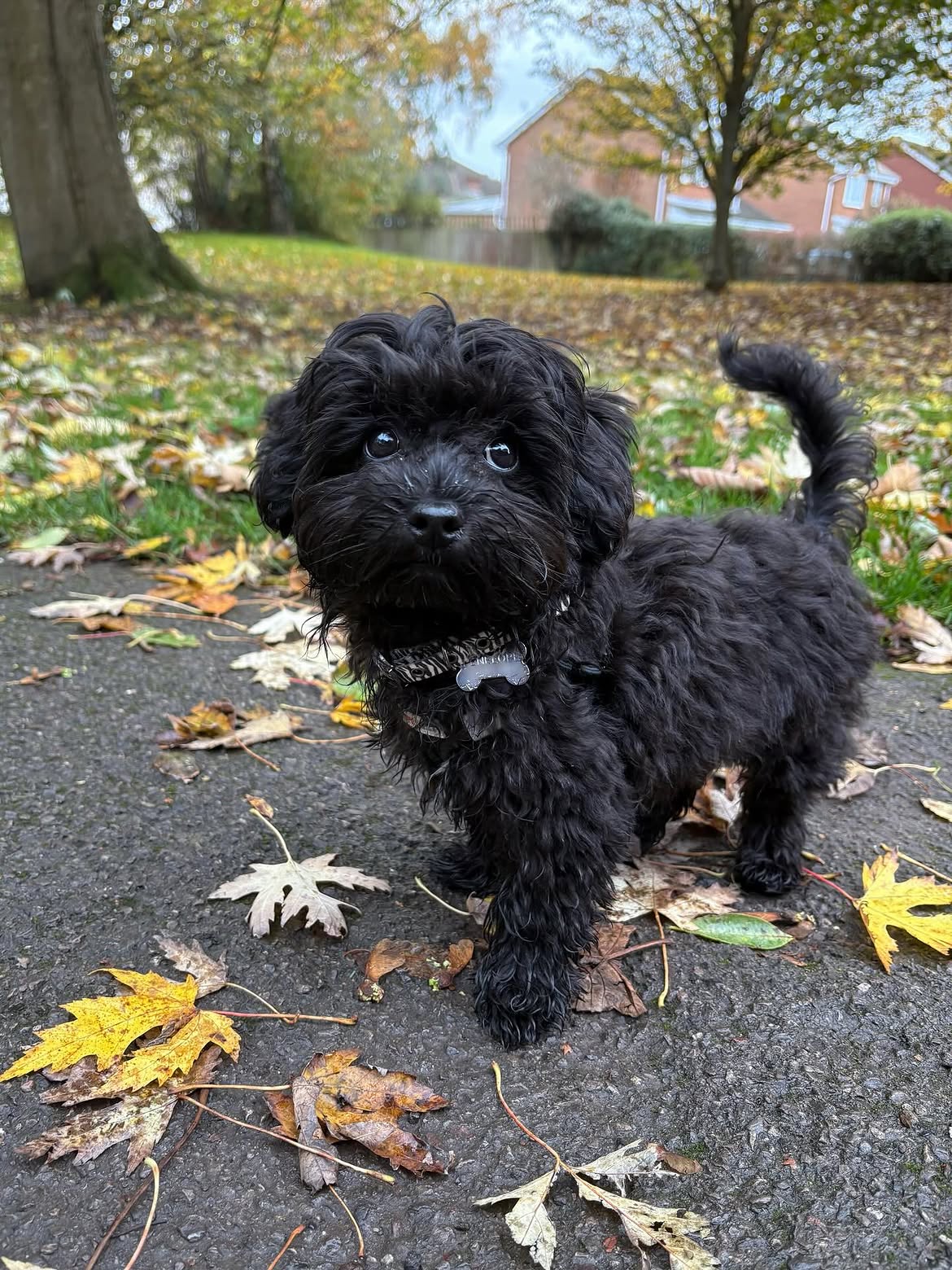 Penelope