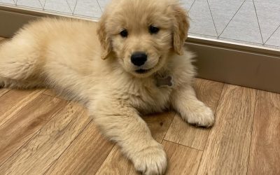 Howie,Golden (9)